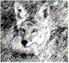 Coyote01.gif (4734 bytes)